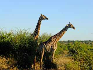 Wall Mural - Botswana, Africa, Safari