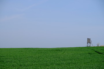 green field and blue sky