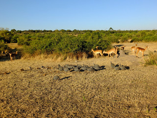 Poster - Botswana, Africa, Safari