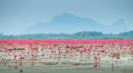 Poster - Red lotus pond in Phatthalung, Thailand