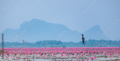 Red lotus pond in Phatthalung, Thailand