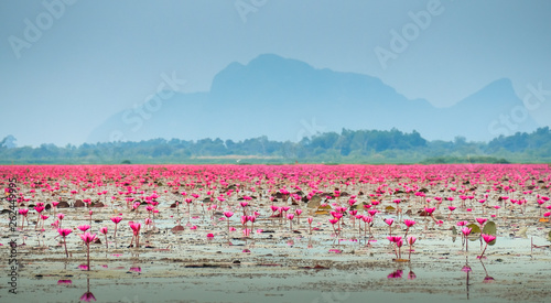 Red lotus pond in Phatthalung, Thailand