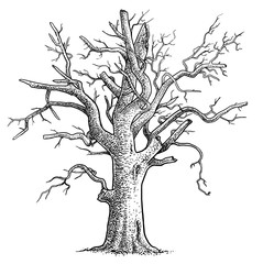 Dead tree illustration, drawing, engraving, ink, line art, vector