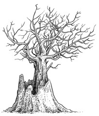 Dead tree illustration, drawing, engraving, ink, line art, vector