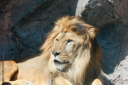 ライオン ライオンの顔のアップ アフリカライオン Buy This Stock
