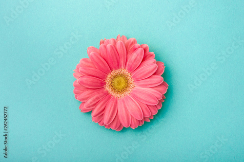 Photographie Gerbera daisy on blue background