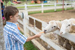 © altanaka - Happy little boy feeding sheep in a park at the day time.