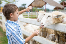 Happy Little Boy Feeding Sheep In A Park At The Day Time.