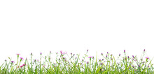 Grass And Wildflowers Isolated Background