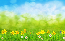 A Spring Flowers And Green Grass Background