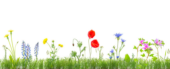 Wall Mural - grass and wildflowers isolated background