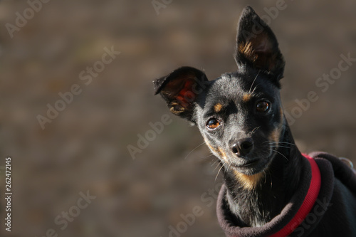 Cuadros en Lienzo Portrait Rehpinscher - Zwergpinscher- - direkter Blick
