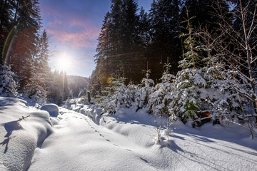 Fantastic winter forest landscape. Icy snowy fir trees glowin in sunlight. winter holiday concept. travel happy day. wonderland in winter. background in postcard. creative artistic image