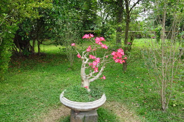 Wall Mural - Bonsaï en fleur dans un pot