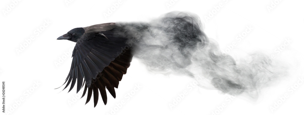 dark crow flying from smoke isolated on white - obrazy, fototapety, plakaty 
