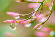 Raindrops In A Pink Flower