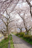 Fototapeta Sawanna - 桜並木と遊歩道