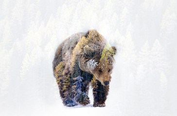 Double exposure of a wild brown bear and a pine forest