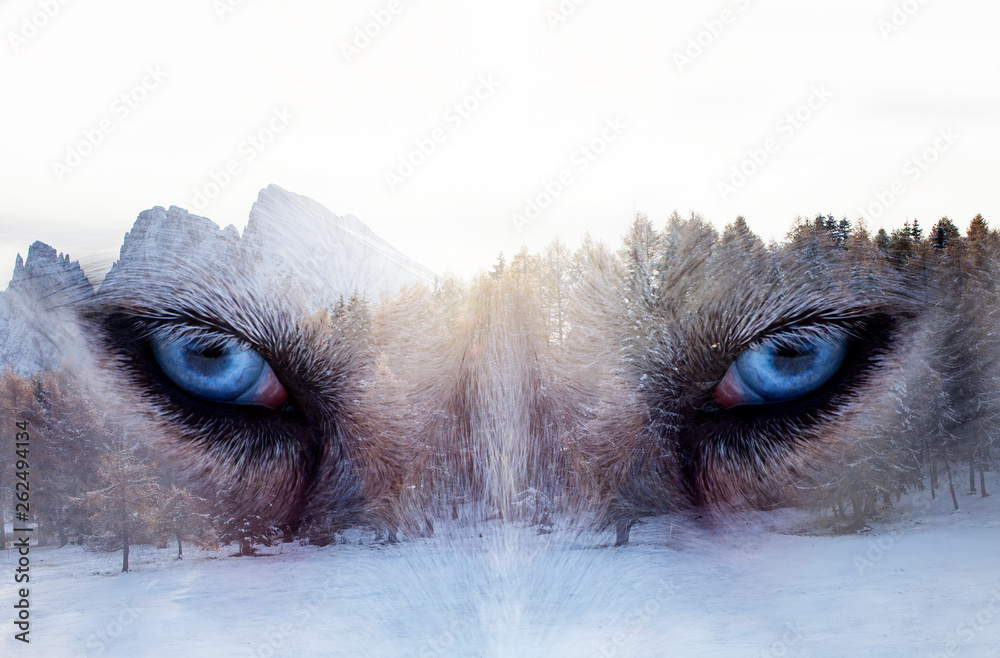 Obraz na płótnie Double exposure image of a Siberian husky dog and a snowy pine forest. w salonie