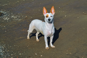 Wall Mural - A small white dog with large erect ears walks on the shore.