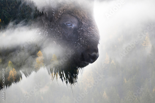 Cuadros en Lienzo Nature photograph of buffalo and pine forest