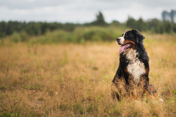 Bernese mountain dog in the yellow field