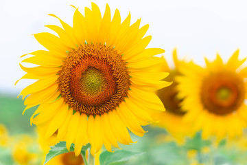 Wall Mural - closeup sunflower on the field, selective focus