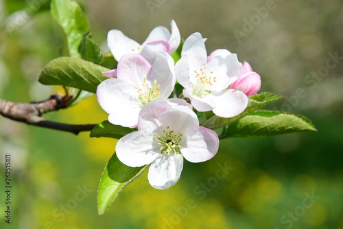 Dekoracja na wymiar  kwitnace-jablonie-w-poludniowym-tyrolu