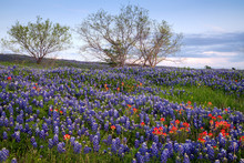 Bluebonnet Filled Meadow Near Ennis, Texas