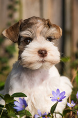 Wall Mural - Cute puppy with spring flowers