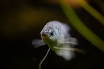 Wall Mural - Freshwater aquarium fish