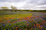 Fototapeta Las - Spring Wildflowers in Texas Hill Country