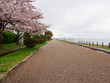 Wide view of blooming Sakura trees and fallen petals along a park walkway near Lake Biwa on a cloudy spring day. Nagahama, Japan. Travel and nature.