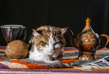 Dissatisfied Cat With A Kettle Drum Djembe And Coconut On A Colorful Carpet