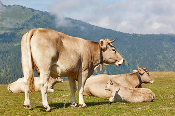 Wall Mural - Cows grazing in the mountains. Livestock. Idyllic landscape. Cattle