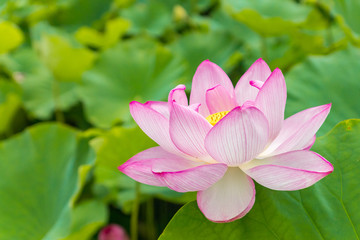 Newly opened delicate pink lotus flower surrounded by bright green leaves, growing in the Shinobazu Pond, a part of Ueno public Park in Tokyo, Japan. Seen on a bright summer day.