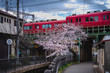 street view of blooming sakura cherry  in Nagoya,Aichi,Japan