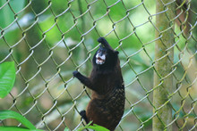 Detailed Close Up Of Cebuella Pygmaea, Pygme Monkey Or Finger Monkey In Captive At A Fence