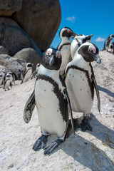 african penguin cape town waterfront parks and reserves of south africa