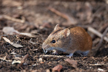 The Striped Field Mouse