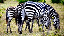 Family Of Zebras Grazing