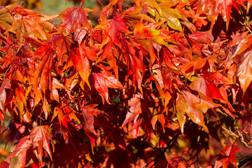 Wall Mural - The beautiful colors of autumn/fall leaves.  Taken in Cardiff, South Wales, UK