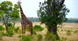 Tall giraffe in Serengeti