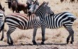 Zebras rest heads on each other's backs