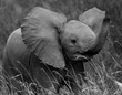 B&W Baby elephant playfully swinging trunk