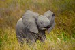 Baby elephant playfully swinging trunk