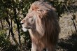 Male lion staring into sun in Kenya