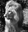 Black & White side portrait of male lion staring off into the distance