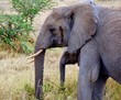 Mother and child elephant