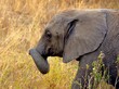 side portrait of baby elephant